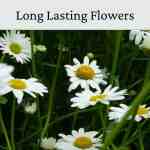 flowering daisy seeds