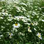 oxeye daisy seeds