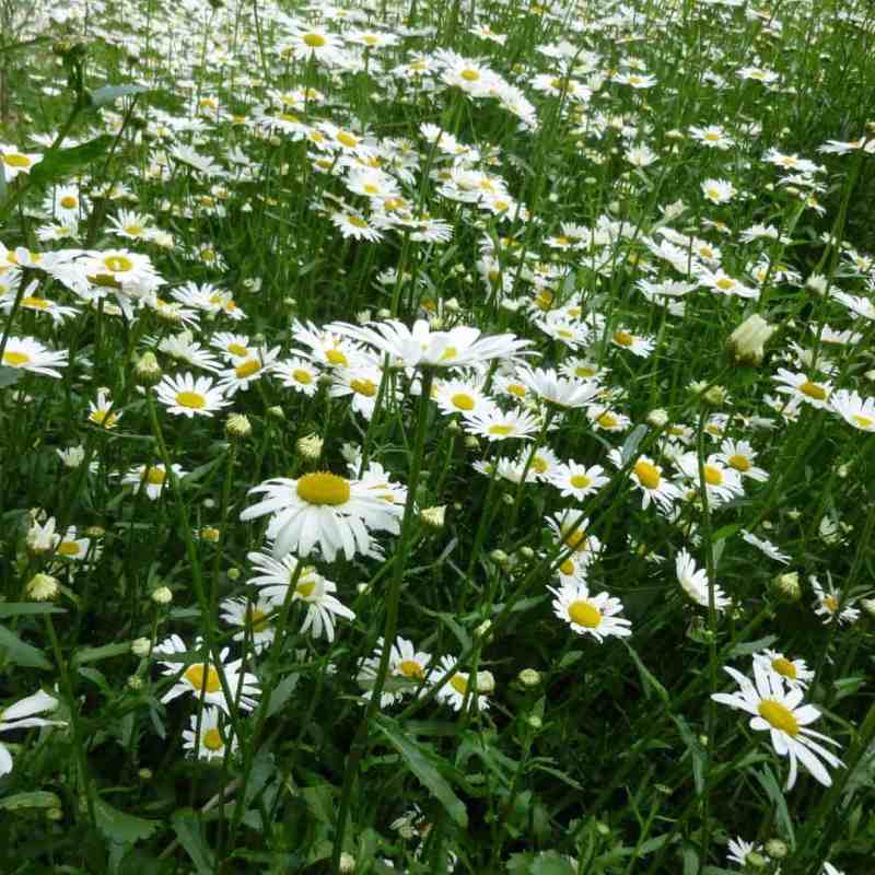 oxeye daisy seeds