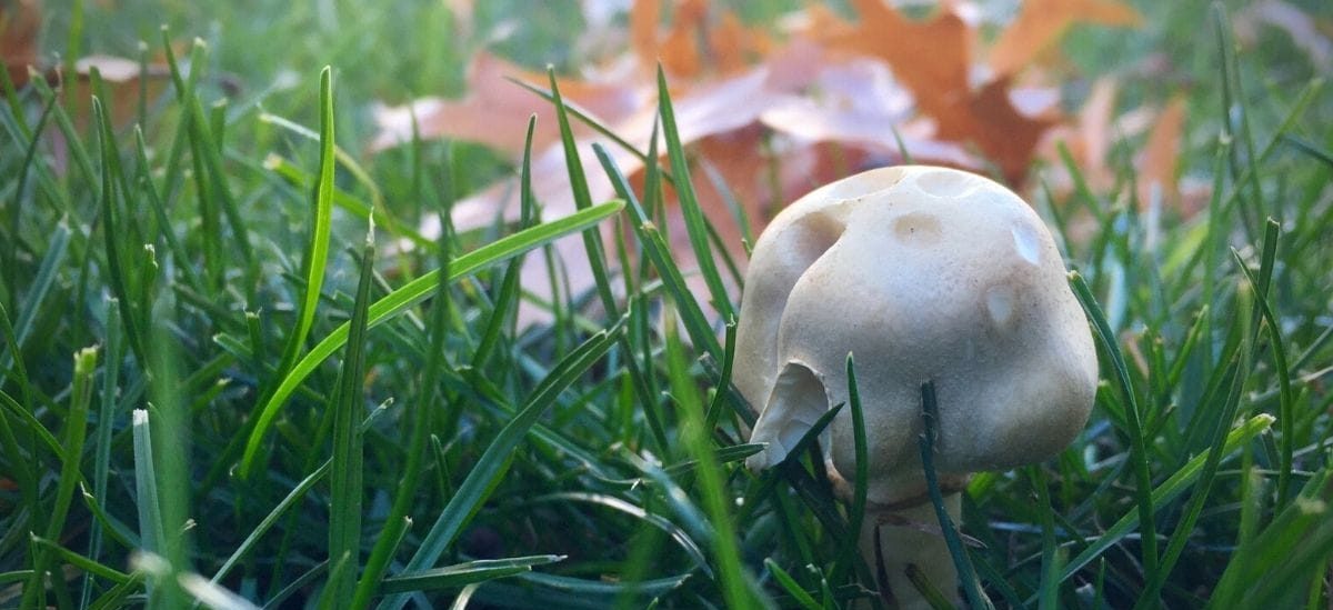 October Lawncare Tips