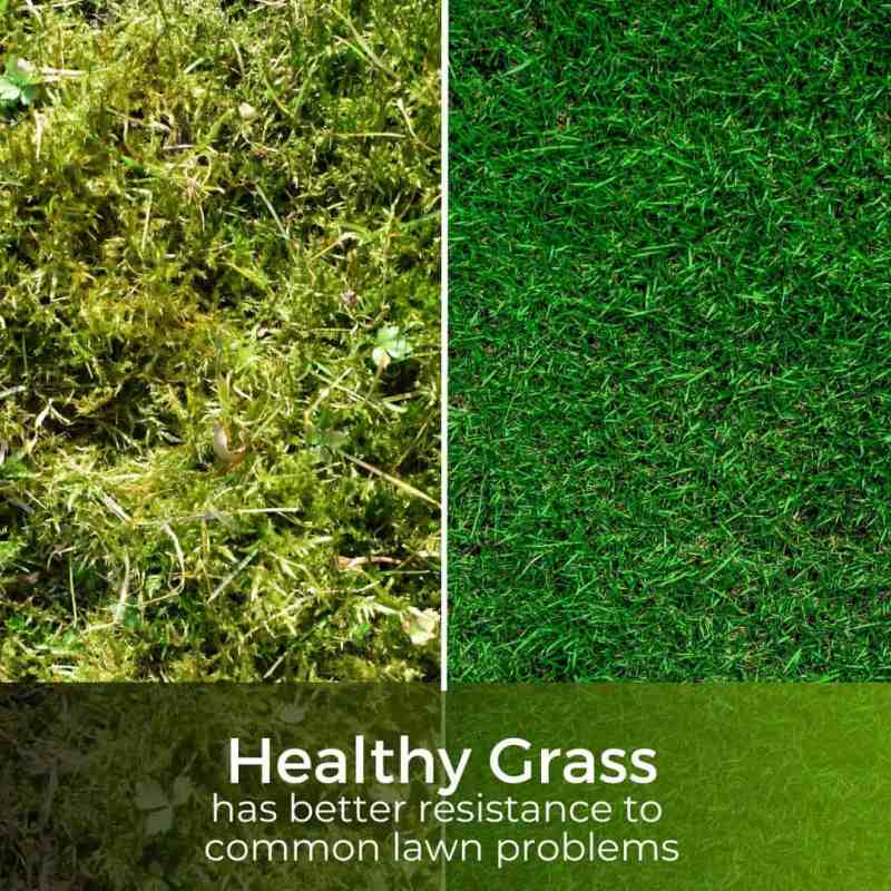 iron sulphate lawn tonic