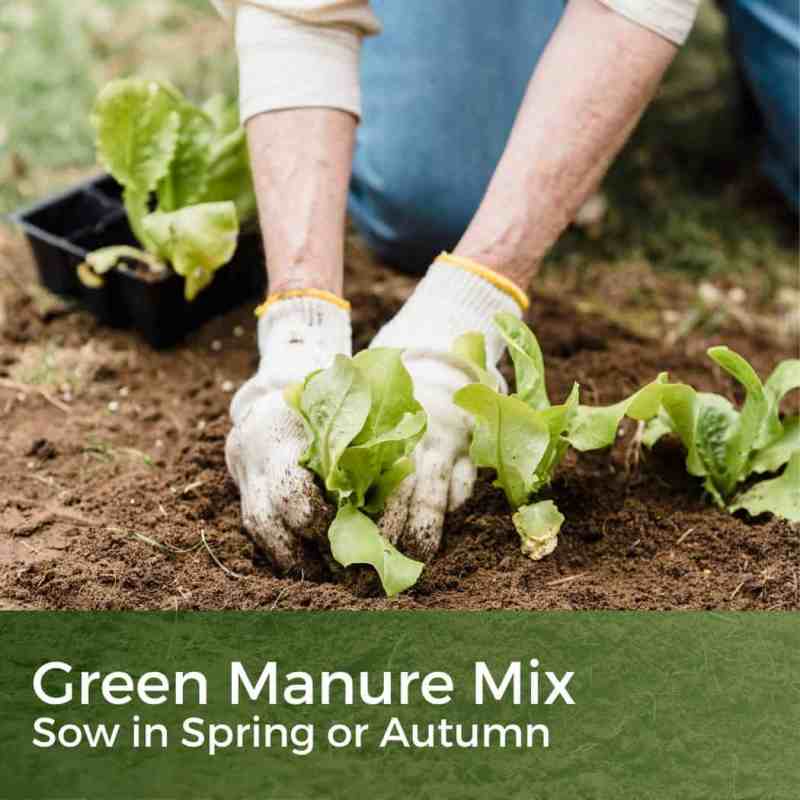 year round green manure mix