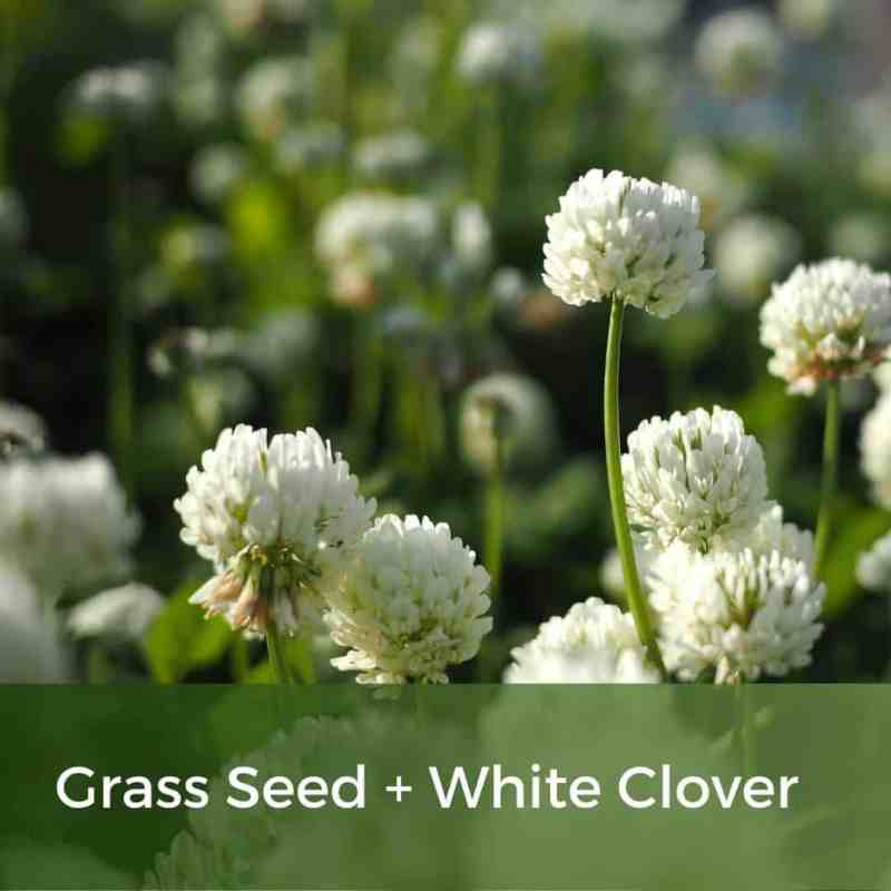 grass seed with wild white clover