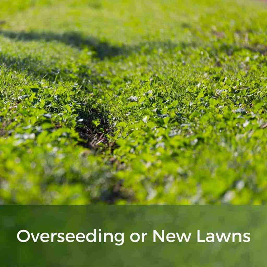 overseeding clover seeds