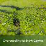 overseeding clover seeds