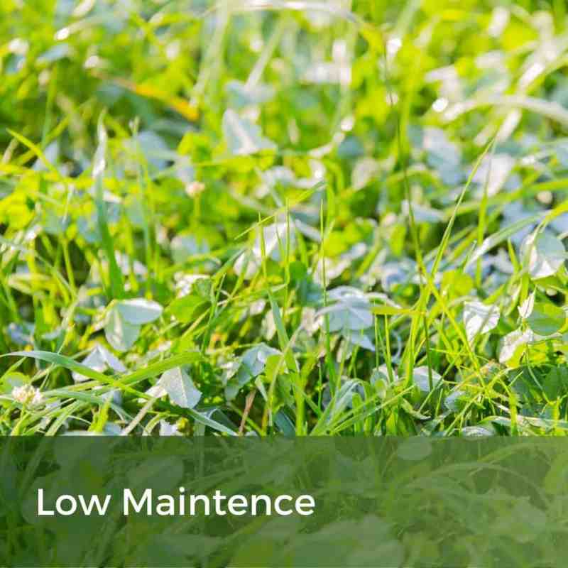 low maintenance grass seed