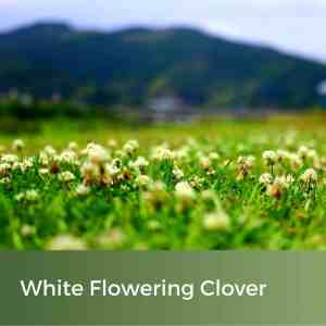 white wild clover seeds