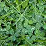 clover with lawn seed