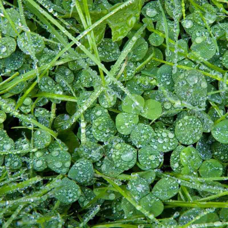 clover with lawn seed