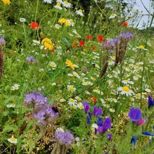UK Native Wild Flowers