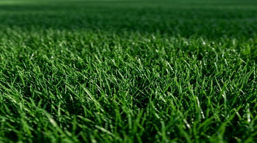 lush grass seed after being cut