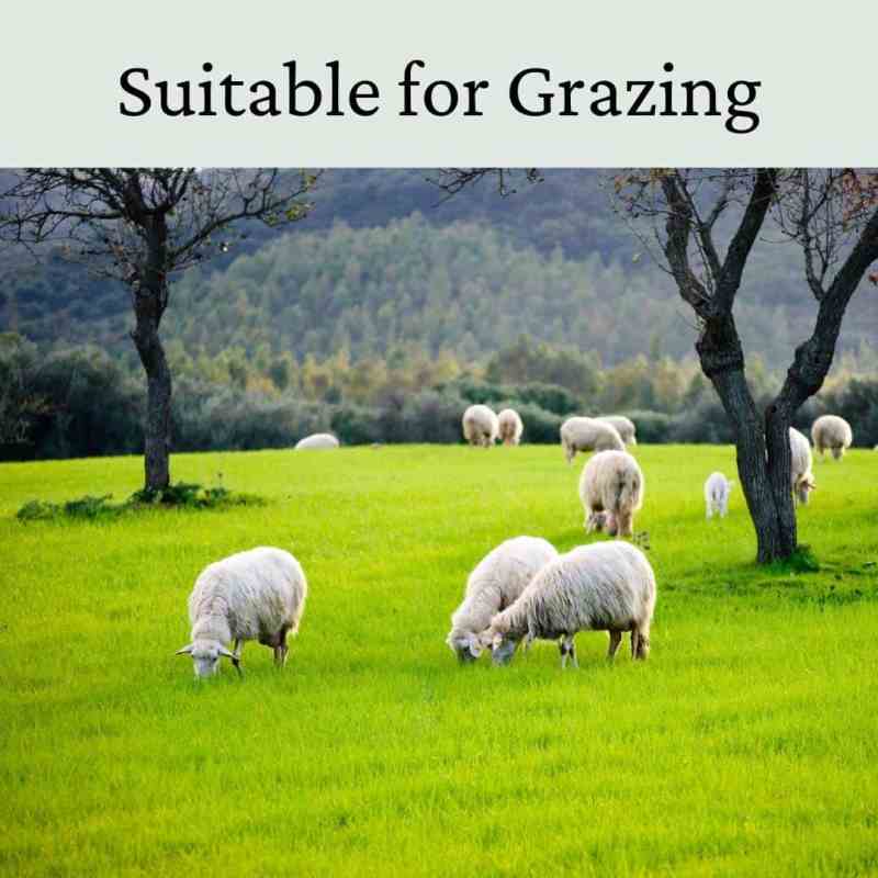 grass seed for grazing