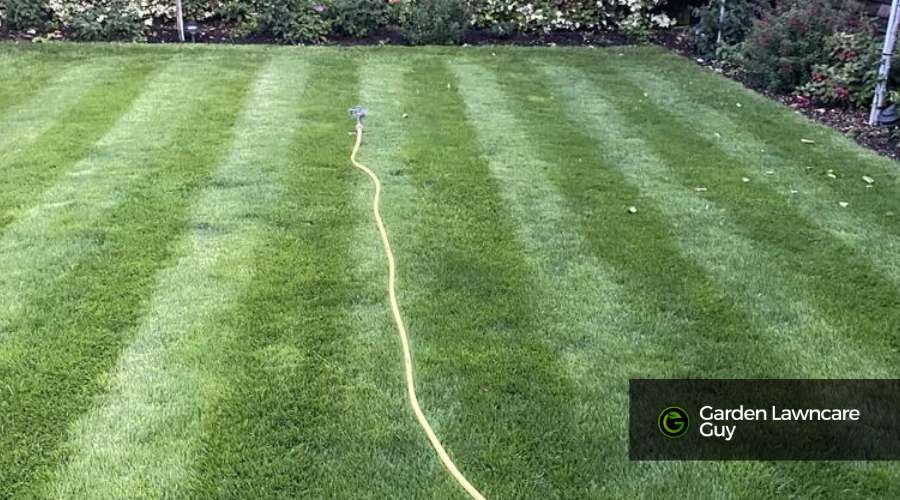 Results after applying lawn fertiliser