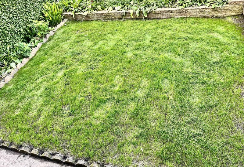 Image #1 from Sarfaraz Khan