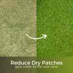 dry patch in lawns