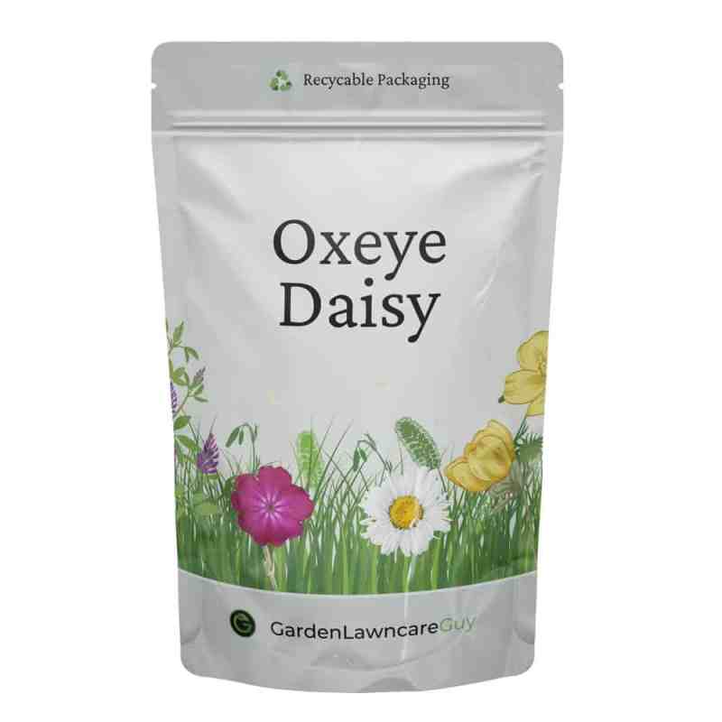 oxeye daisy seed