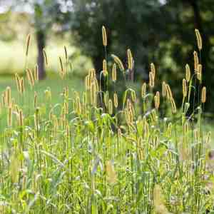 timothy grass seed
