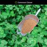 common-clover (4)