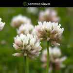 common-clover (5)