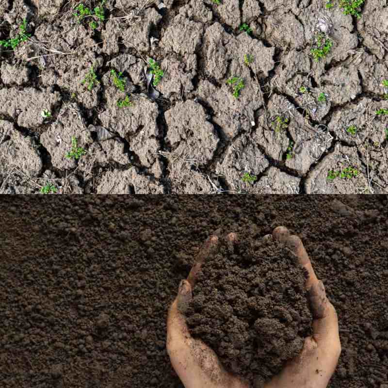 compacted soil