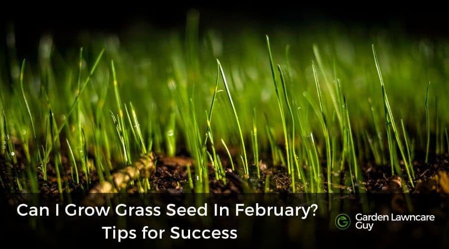 Can I Grow Grass Seed In February- Tips for Success