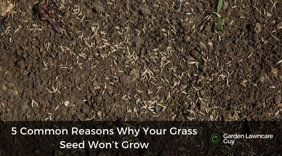 5 common reasons why you grass seed won't grow