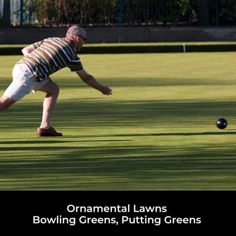 ornamental grass seed for lawns and bowling greens
