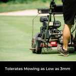 bent grass seed being mown low on a golf course