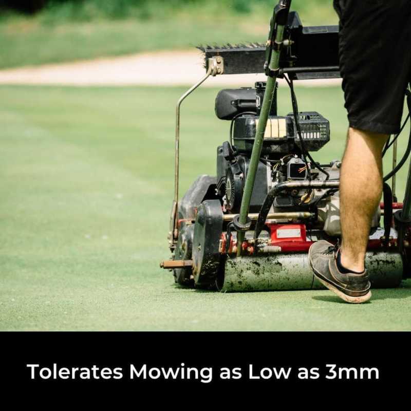 bent grass seed being mown low on a golf course