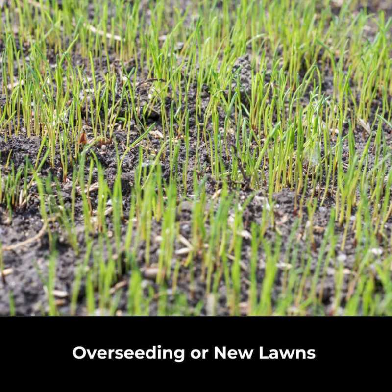 new seedlings for bent grass