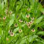 flower-ribwortplantain (5) (Custom)