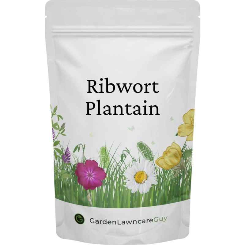 ribwort plantain seeds