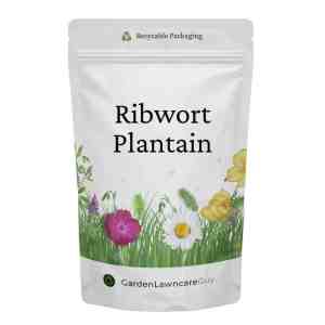 Ribwort Plantain Seed - Animal Forage (Plantago Lanceolata)