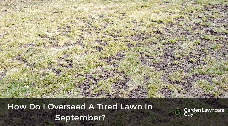 How do I overseed a tired summer lawn in September? UK Guide
