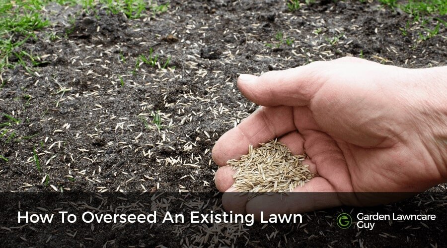 Best time to overseed lawn UK
