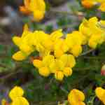 flower-birdsfoot-trefoil-md