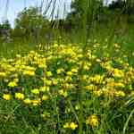 flower-birdsfoot-trefoil-md (2)