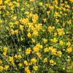 flower-birdsfoot-trefoil-md (4)
