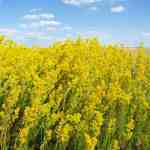 flower-ladys-bedsraw