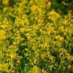 flower-ladys-bedsraw (3)