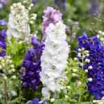 flower-larkspur (3)