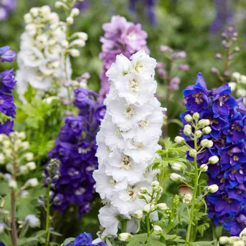 flower-larkspur (3)