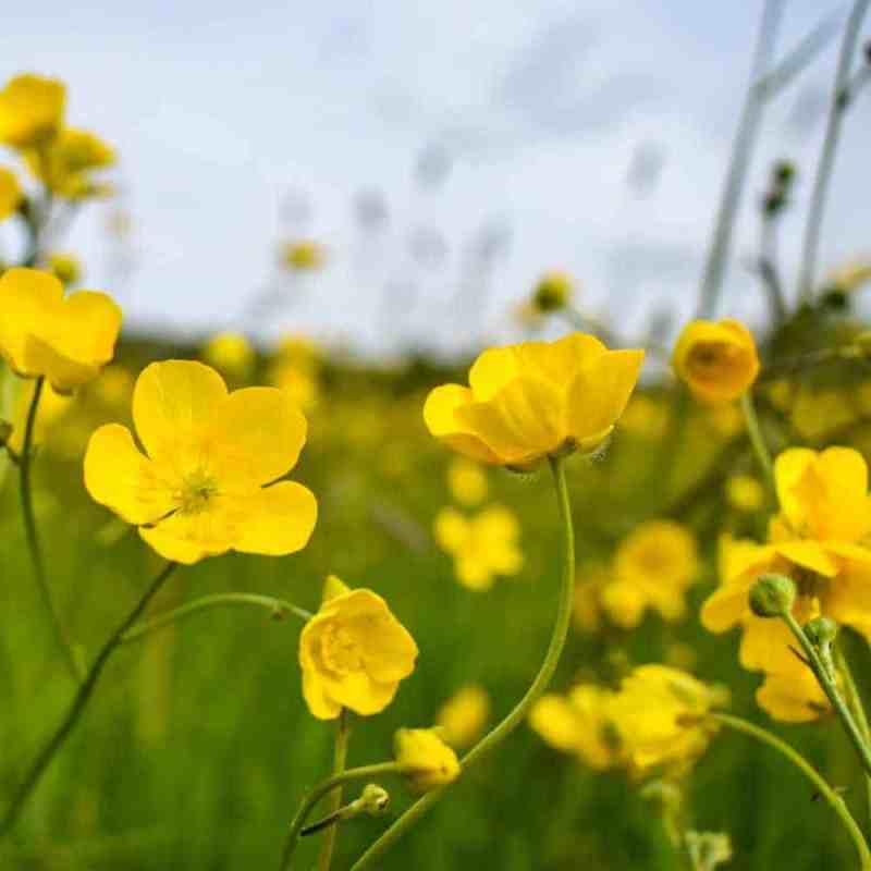 flower-meadow-buttercup (3)