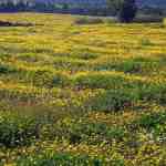 flower-meadow-buttercup (6)