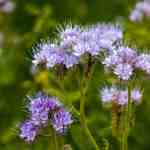 flower-phacelia (3)