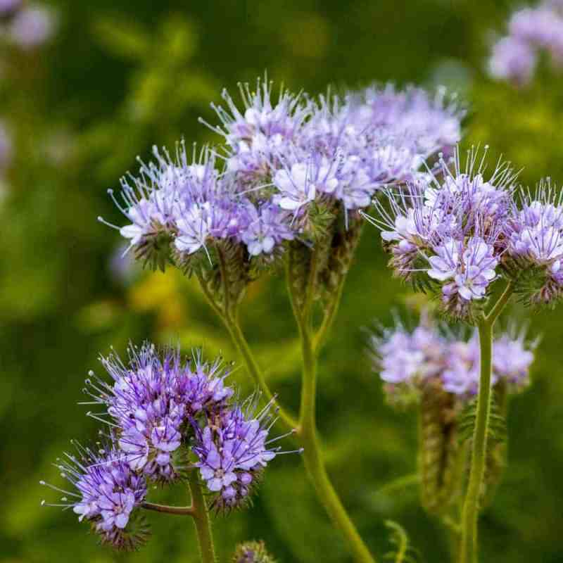 flower-phacelia (3)