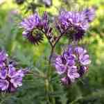 flower-phacelia (5)