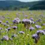 flower-phacelia (6)