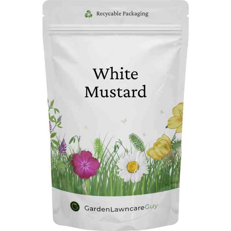 white mustard seeds