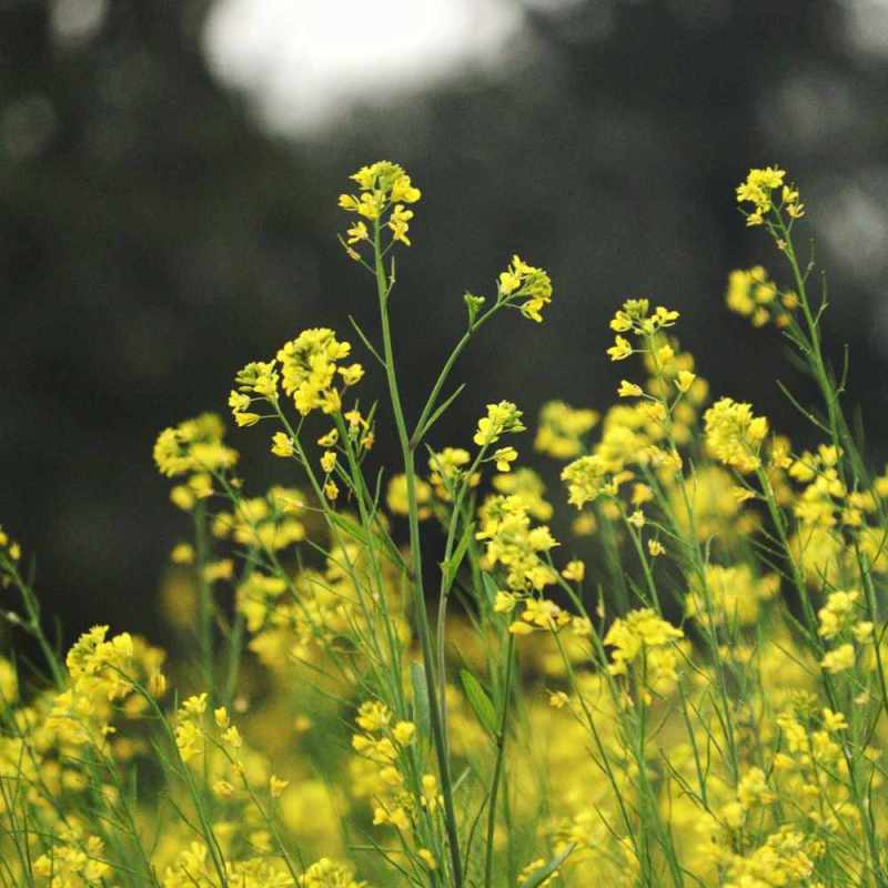 Yellow flowering plants in a garden during daytime.